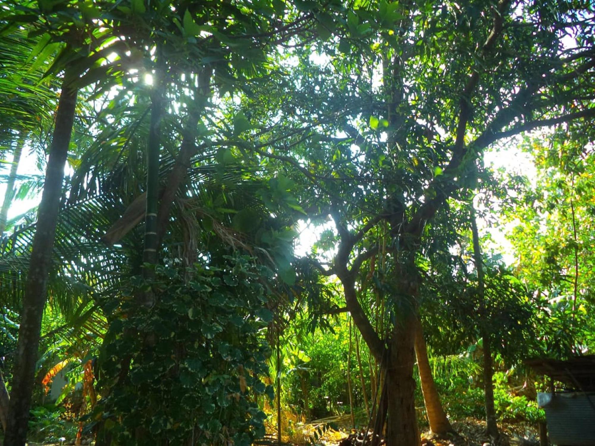 N S K Green Villa سيغيرِيا المظهر الخارجي الصورة