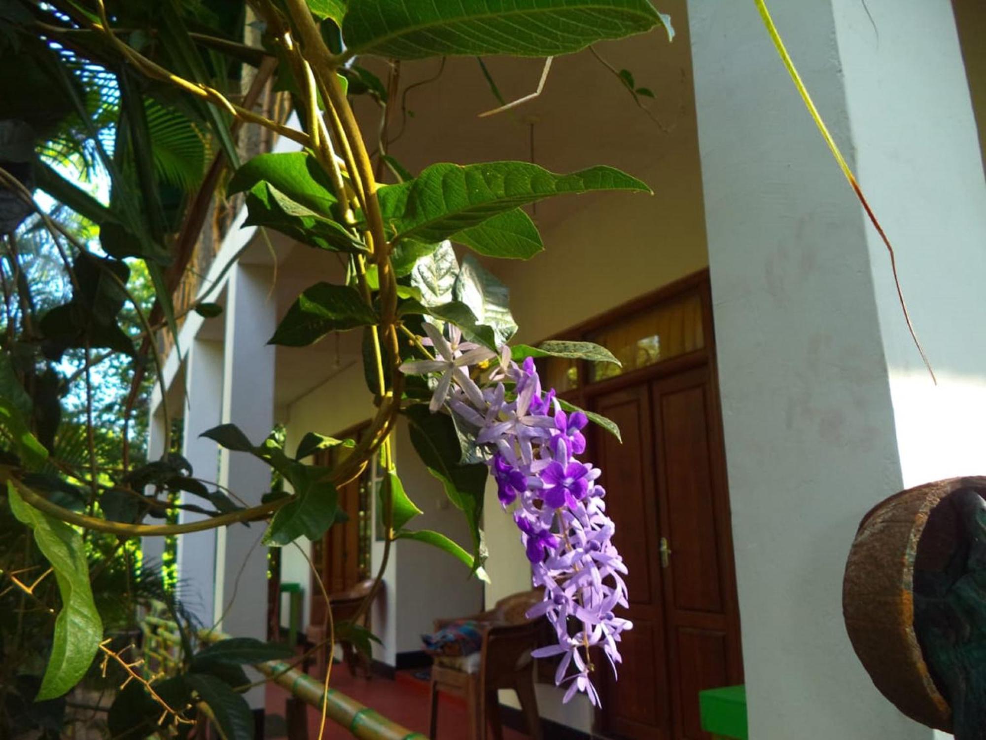 N S K Green Villa سيغيرِيا المظهر الخارجي الصورة