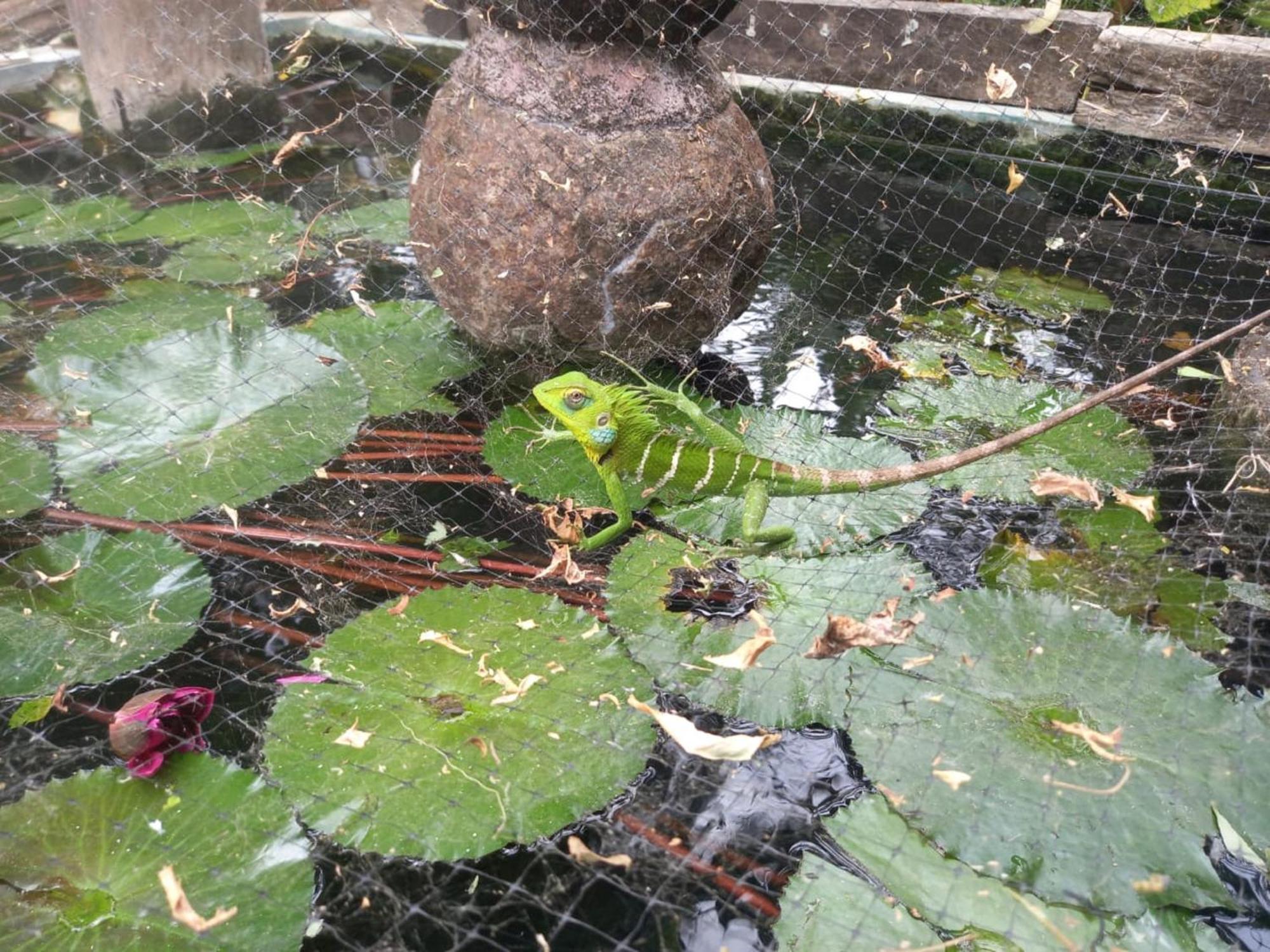 N S K Green Villa سيغيرِيا المظهر الخارجي الصورة